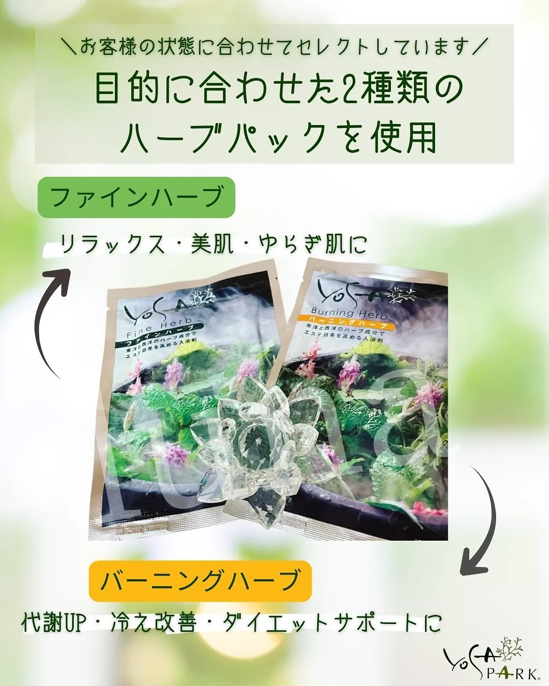 🌿 ただのハーブじゃない？！